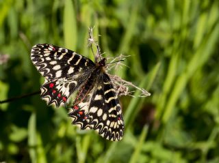 Gney Fistosu (Zerynthia polyxena)