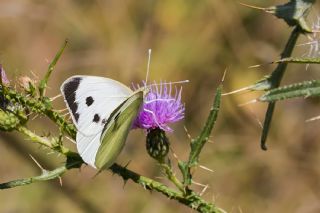 B�y�k Beyazmelek &nbsp;(Pieris&nbsp;brassicae)