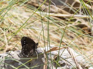 Hametli Pirireis (Satyrus ferulus)