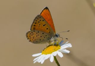 Alev Ategzeli (Lycaena kefersteinii)