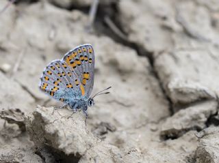 Romen Gelincii (Tomares nogelii dobrogensis)