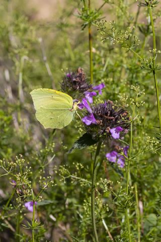 Kleopatra (Gonepteryx cleopatra)