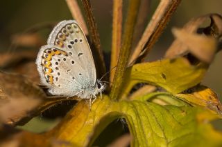 Avrupal Esmergz (Plebejus argyrognomon )