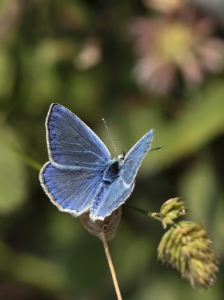 Lacivert Anadolu okgzls (Polyommatus actis )