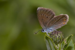 okgzl Gzel Mavi (Polyommatus bellis)