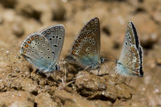 okgzl Kk Turan Mavisi (Polyommatus cornelius)