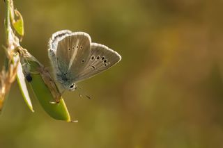 okgzl Damon Mavisi (Polyommatus damon)