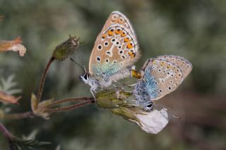 okgzl Geranium Mavisi (Aricia eumedon)