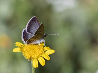 Anadolu okgzls (Polyommatus hyacinthus)