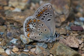 Anadolu okgzls (Polyommatus hyacinthus)