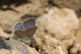 okgzl figenya (Polyommatus iphigenia)