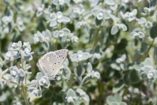 okgzl Toros Mavisi (Aricia isauricus)