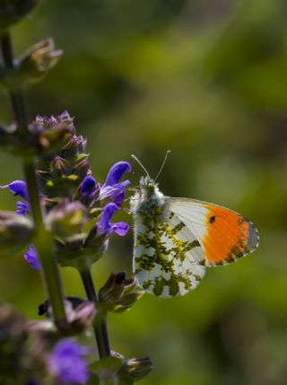 Turuncu Ssl (Anthocharis cardamines)