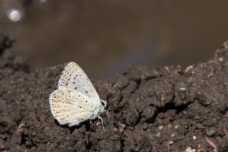 okgzl Anadolu illi Mavisi (Polyommatus ossmar)