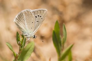 okgzl Poseydon Mavisi (Polyommatus poseidon)