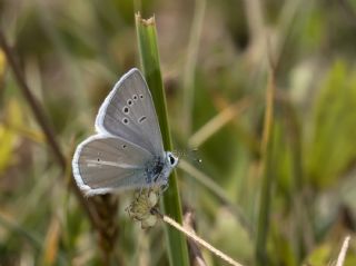 okgzl Ar Mavisi (Polyommatus vanensis)