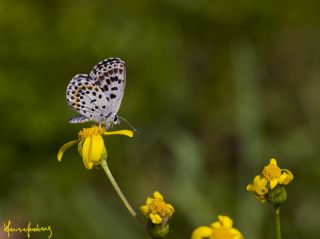 Kara Mavi (Scolitantides orion)