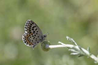 Kara Mavi (Scolitantides orion)