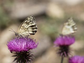 Kara Melike (Melanargia syriaca)