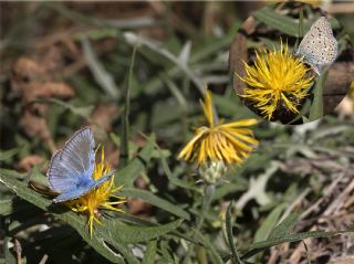 okgzl Hatay Mavisi (Polyommatus bollandi)