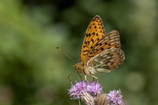 Gzel nci (Argynnis aglaja)