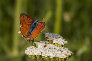 Byk Mor Bakr Gzeli (Lycaena alciphron)