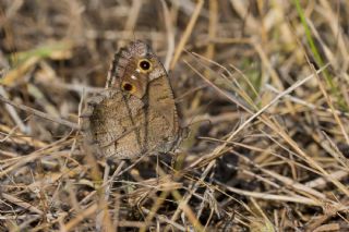 Aa Karamelei (Hipparchia statilinus)