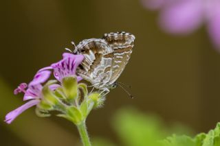 Sardunya Zebras, Geranyum Bronzu (Cacyreus marshalli)