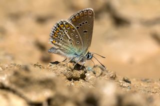 okgzl Geranium Mavisi (Aricia eumedon)