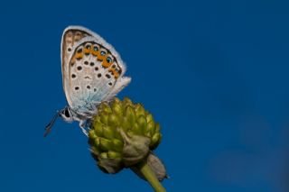 Gm Lekeli Esmergz (Plebejus argus)