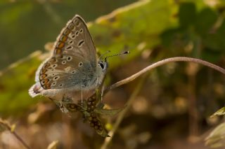 okgzl Orman Esmeri (Aricia artaxerxes)