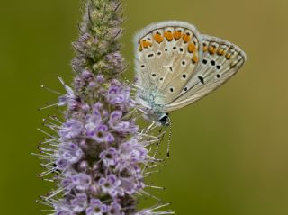 okgzl Mavi (Polyommatus icarus)