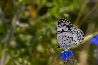 Anadolu Melikesi (Melanargia larissa)