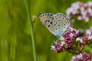 Byk Korubeni (Phengaris arion)