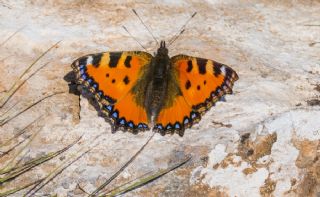 Aglais (Aglais urticae)