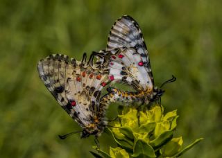 Orman Fistosu (Allancastria  cerisyi)