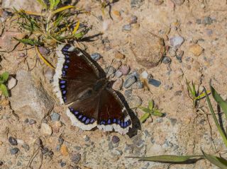 Sar Bandl Kadife (Nymphalis antiopa)