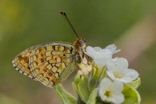 Niyobe (Fabriciana niobe)