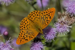 Cengaver (Argynnis paphia)