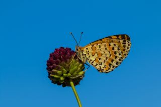 Benekli parhan (Melitaea didyma)