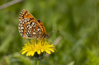 Amannisa (Melitaea athalia)