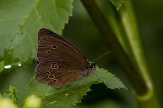 Halkack (Aphantopus hyperantus)