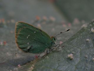 Kzl Zpzp (Spialia orbifer)