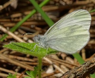 Mavi Zebra (Leptotes pirithous)