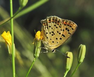 Byk Bakr Gzeli (Lycaena dispar)