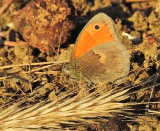 Kk Zpzp Perisi (Coenonympha pamphilus)