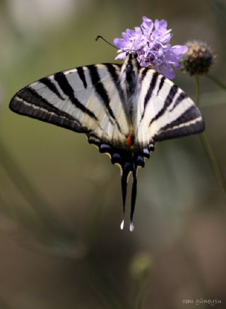 Erik Krlangkuyruk (Iphiclides podalirius)