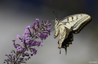 Benekli Bakr Gzeli (Lycaena phlaeas)