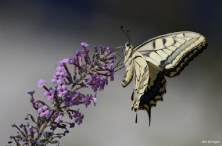 Krlangkuyruk (Papilio machaon)