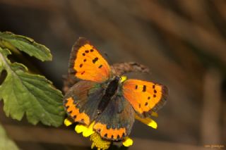 Krlangkuyruk (Papilio machaon)